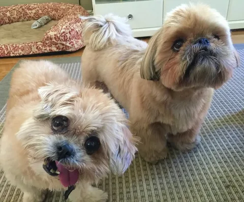 marniethedog Instagram post about Birthday celebration