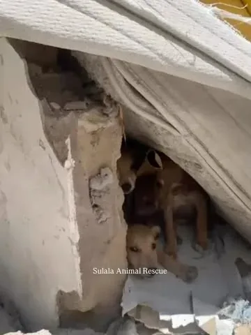 marniethedog Instagram post about Dog rescue