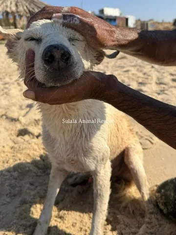 marniethedog Instagram post about Animal outing