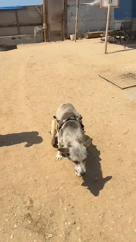 Marnie The Dog Instagram post thumbnail