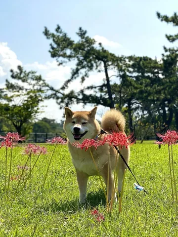 marutaro Instagram post about Animal welfare