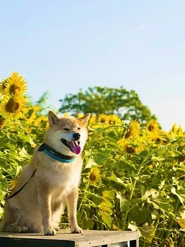 marutaro Instagram post about Sunflower festival