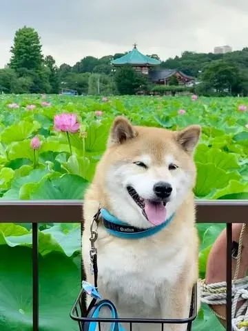 marutaro Instagram post about Lotus flowers at Shinobazu Pond