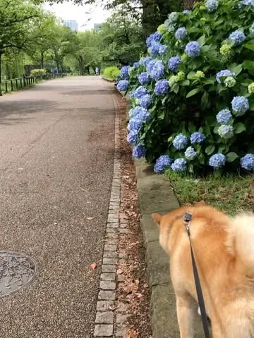 marutaro Instagram post about Hydrangeas and Japanese rainy season