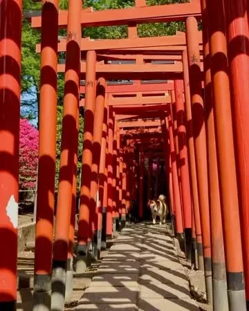 marutaro Instagram post about Azalea festival