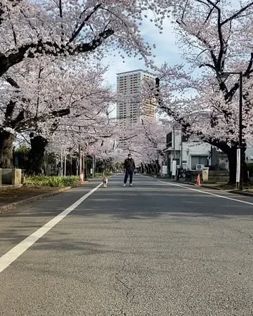 marutaro Instagram post about Cherry blossom viewing