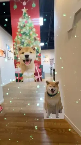marutaro Instagram post about Sapporo exhibition tour
