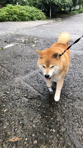 marutaro Instagram post about Pet affection and seasonal change