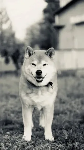 marutaro Instagram post about Pet bereavement and farewell
