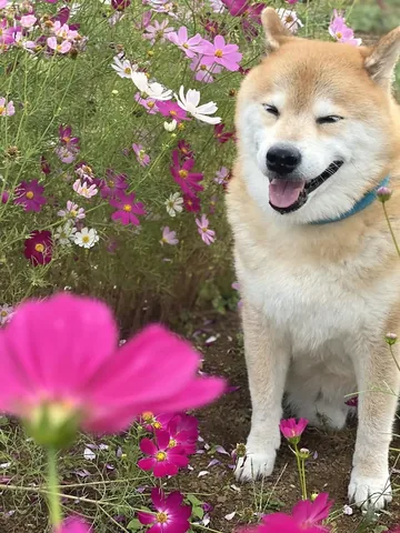 marutaro Instagram post about Autumn walk and animal care