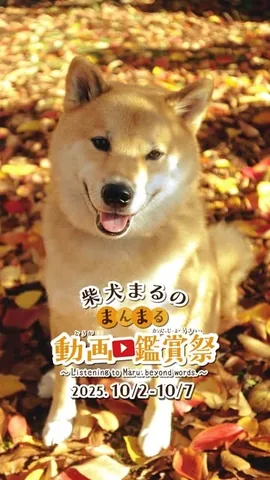 marutaro Instagram post about Maru video viewing event