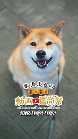 marutaro Instagram post about ASMR style pet video