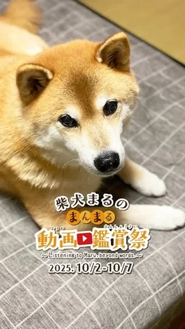 marutaro Instagram post about Interactive pet entertainment