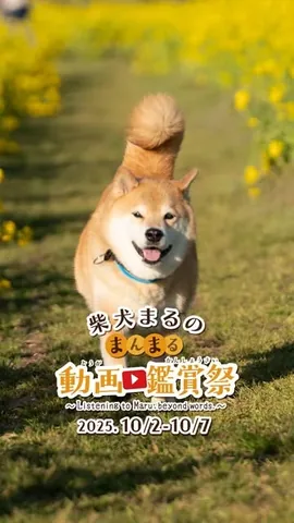 marutaro Instagram post about Animal communication