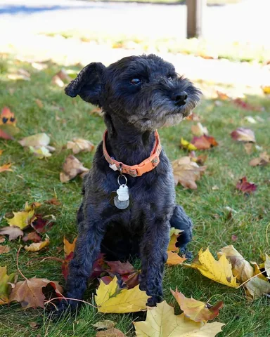 mdj_fitness Instagram post about Pet loss