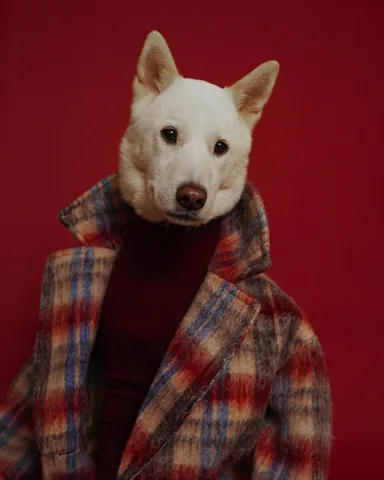 mensweardog Instagram post about Jindo dogs
