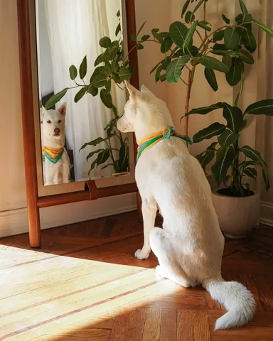 mensweardog Instagram post about Home décor