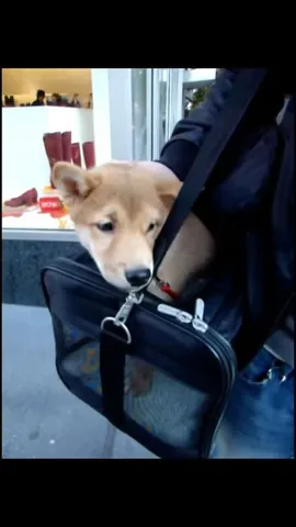 mensweardog Instagram post about Puppy memories