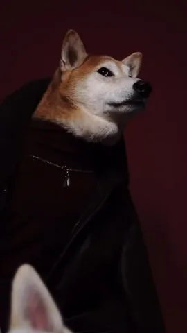 mensweardog Instagram post about Remembrance of Bodhi