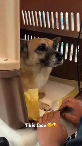 mensweardog Instagram post about Dog rescue volunteering