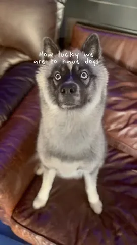 mikeohearn Instagram post about Husky appreciation