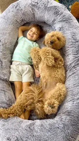 minidoodlebentley Instagram post about Family friendly dog bed