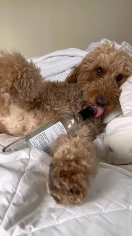 minidoodlebentley Instagram post about Guilty dog behavior