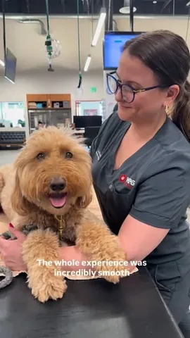 minidoodlebentley Instagram post about Pet emergency veterinary care