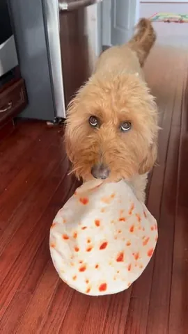 minidoodlebentley Instagram post about Dog stealing food