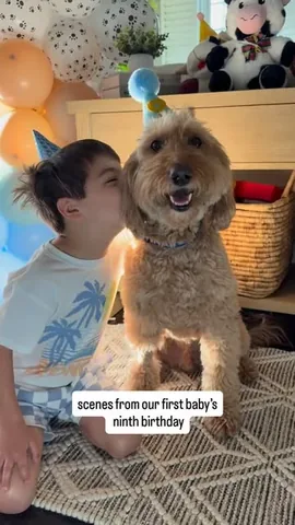 minidoodlebentley Instagram post about Dog birthday celebration