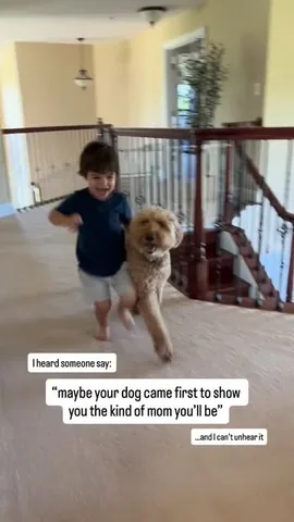 minidoodlebentley Instagram post about Emotional bond with a dog