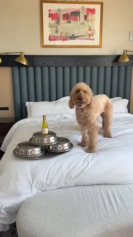 minidoodlebentley Instagram post about Dog friendly hotel experience