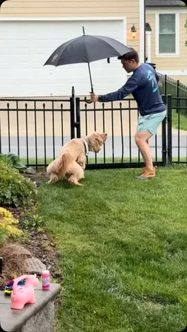 minidoodlebentley Instagram post about Dog dad behavior