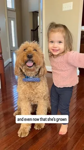 minidoodlebentley Instagram post about Dog and child bond