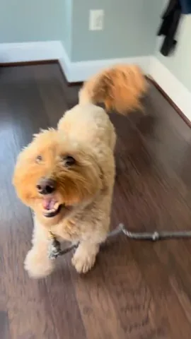 minidoodlebentley Instagram post about Fresh dog food promotion