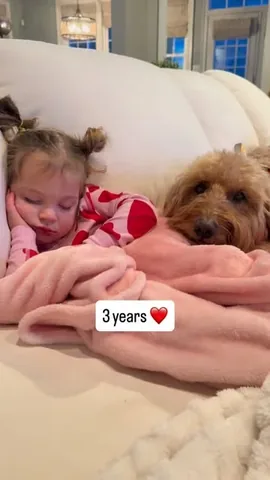 minidoodlebentley Instagram post about Dog and toddler relationship
