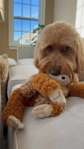 minidoodlebentley Instagram post about Life aspirations through dogs