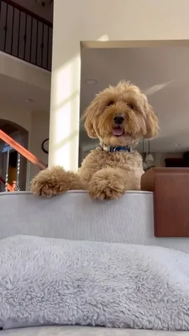 minidoodlebentley Instagram post about Love of dog ownership