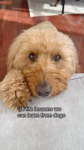 minidoodlebentley Instagram post about Life lessons from dogs