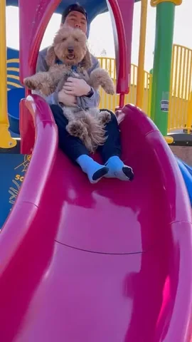 minidoodlebentley Instagram post about Dog and dog dad relationship