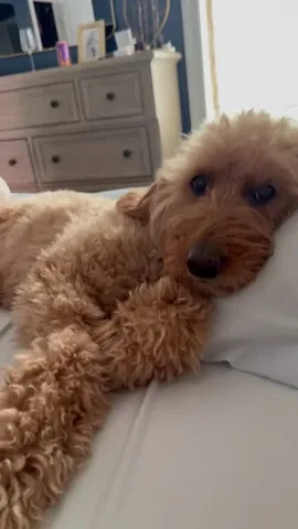 minidoodlebentley Instagram post about Daily companionship with a dog