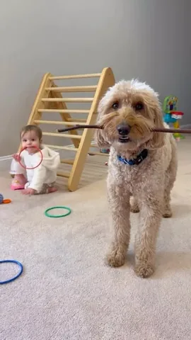 minidoodlebentley Instagram post about Life lessons from Bentley
