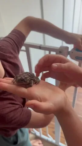 m.is.for.mama Instagram post about Household frog encounters