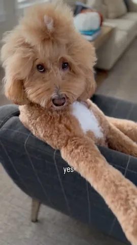 missjazzy.doodle Instagram post about Dog moods