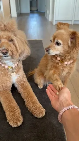 missjazzy.doodle Instagram post about Dog companionship