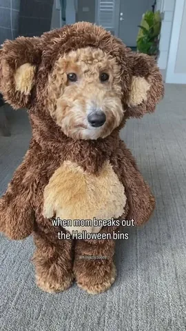 missjazzy.doodle Instagram post about Dog costumes