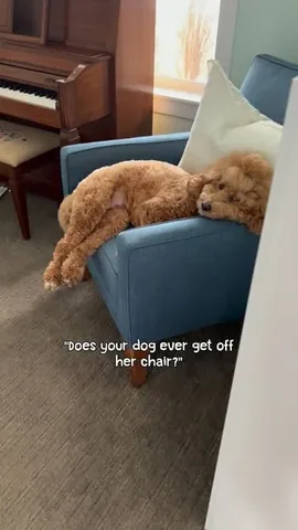 missjazzy.doodle Instagram post about Dog routine
