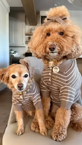missjazzy.doodle Instagram post about Seasonal dog fashion