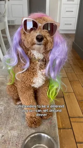 missjazzy.doodle Instagram post about Dog costume humor