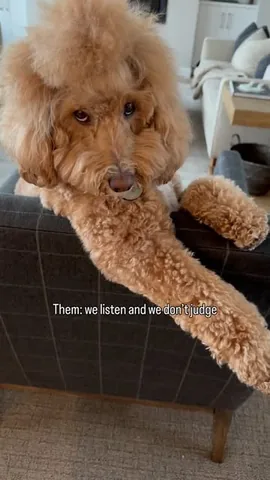 missjazzy.doodle Instagram post about Dog judgment